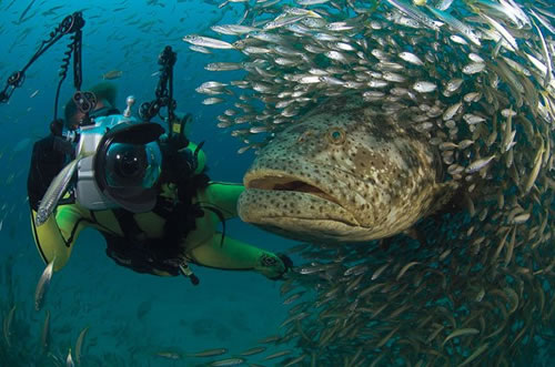 photographer-goliath-grouper.jpg